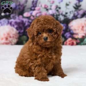 Zoey, Miniature Poodle Puppy
